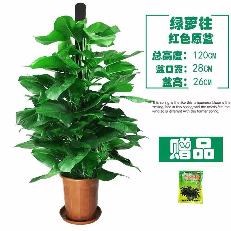 大叶绿萝盆栽柱大型绿化办公室绿植花木绿萝室内