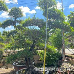古造型榆树盆景漳州榔榆福建桩供应基地榆树桩头价格榆树桩