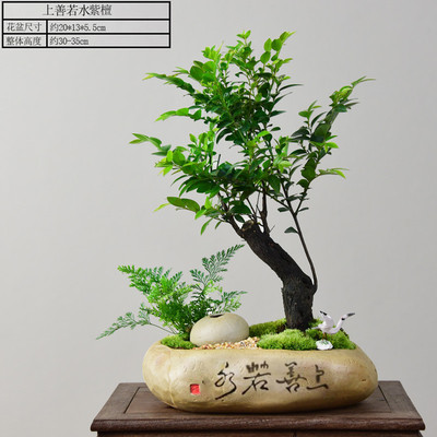 装饰骨茶小叶紫檀盆景室内办公室盆栽客厅桌面绿植黑植物四季好养