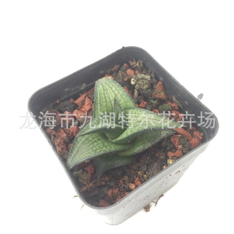 绿植鳞桌面鳄办公室室内阳台趣味多肉植物,鲜花速递/花卉仿真/绿植园艺,多肉植物,淘宝优惠券,粉丝福利购,淘宝优惠卷