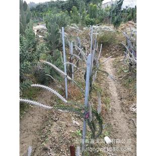 多头亚盆栽龙树科室内多肉植物景观龙木漳州仙人掌造景花卉批发