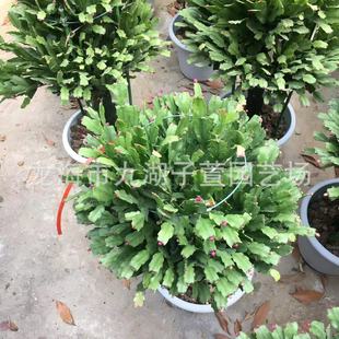 嫁接蟹爪兰锦上添花多肉植物绿植沙生多肉植物办公室盆栽植物