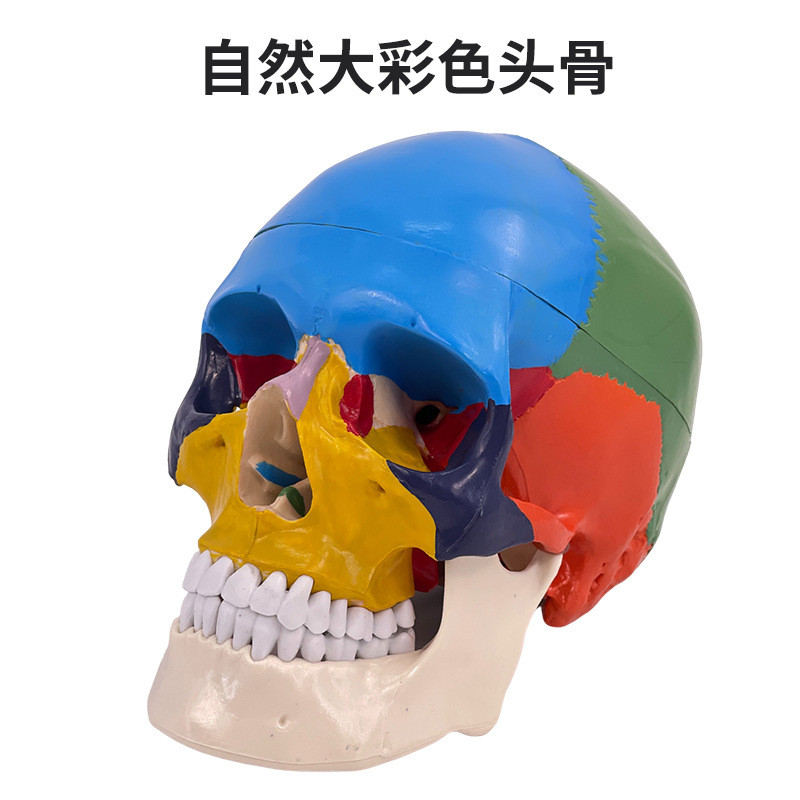 头颅骨头骨教学仿真颅骨模型骷髅头模型功能分区彩色头颅着色头骨