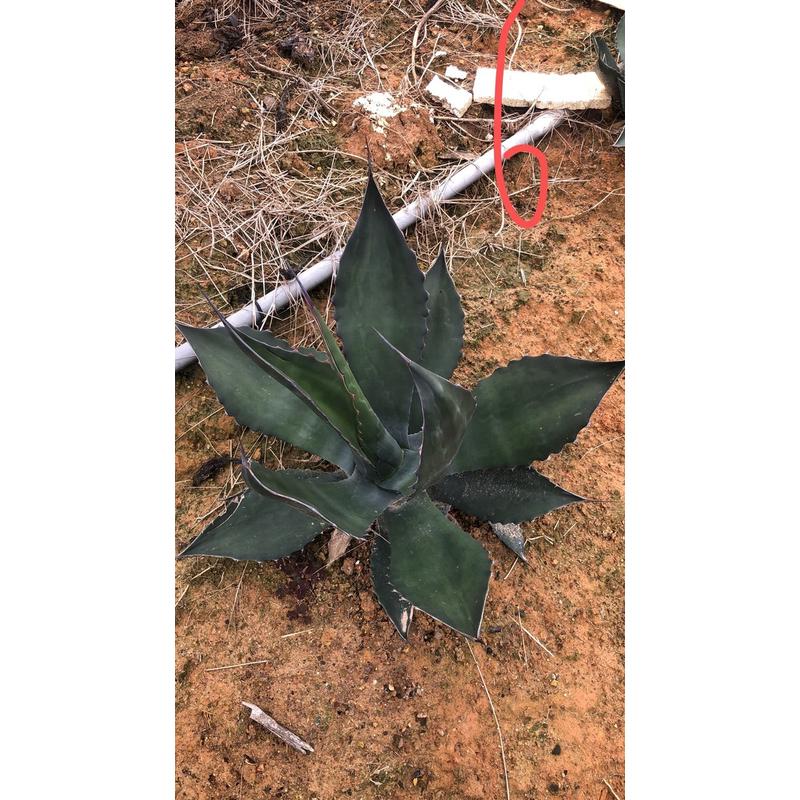 大型盆栽龙舌兰品种多肉植物庭院大小型景观巨龙赤牙龙