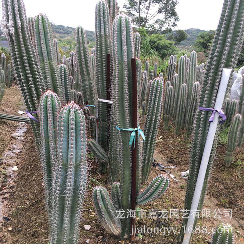 高度1.5米春衣柱仙人柱景观多温室多肉植物沙漠植物浆厂家销售