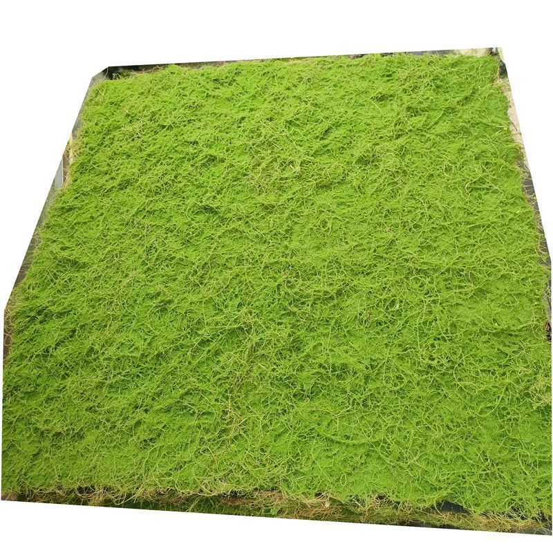 仿真苔藓苔藓椰丝曲丝枯枝防掉毛苔藓木屑苔藓造型室内装饰批发图片