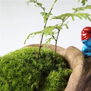 微景观生态苔藓盆栽树脂工艺品如意树根家居摆件办公室批发