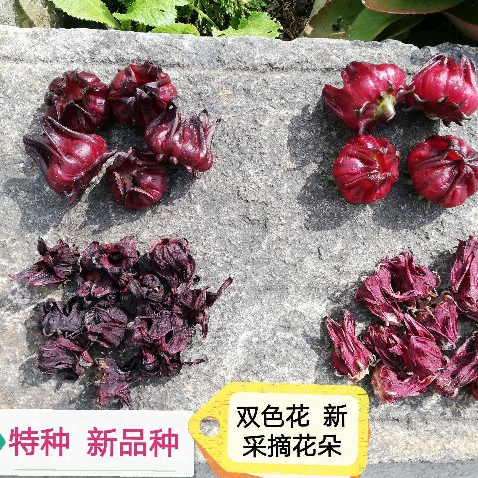 新货双色特种洛神玫瑰花茶日晒降/脂玫瑰茄干花朵50g泡酒