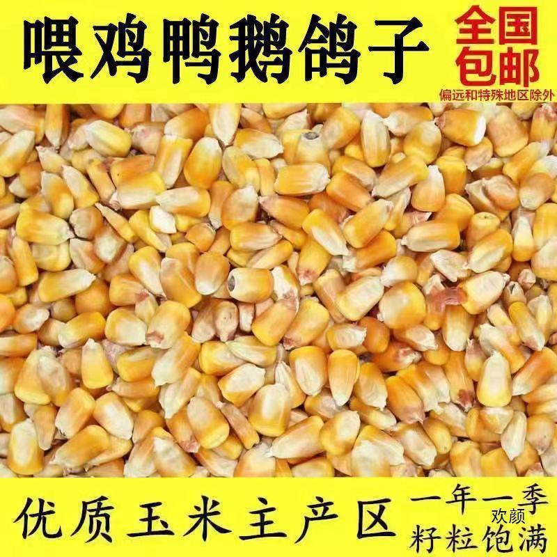 现货干玉米批发100斤养殖玉米散装玉米粒喂鸡鸭鹅猪鸽子钓鱼打窝