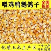 新货干玉米直供100斤养殖玉米散装 玉米粒喂鸡鸭鹅猪鸽子钓鱼打窝