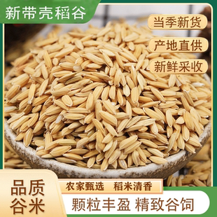 新货ll稻谷 带壳稻子水稻带壳大米粮食喂鸡鸭鸽子饲料鸟粮香包福
