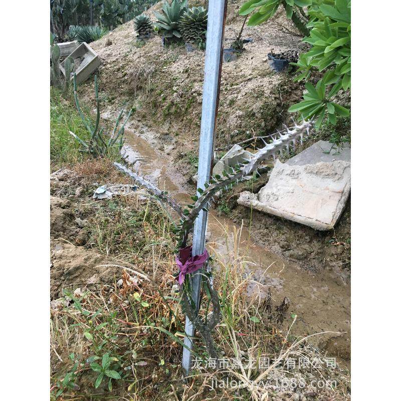多头造景龙木龙树科室内多肉植物景观盆栽漳州仙人掌亚花卉批发