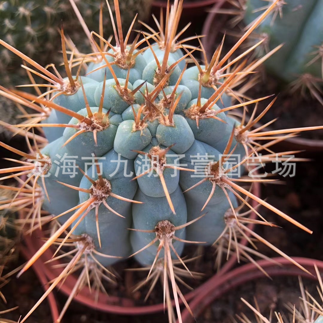 仙人塔柱佛柱多肉植物绿植办公室盆栽多肉植物景观沙生植物