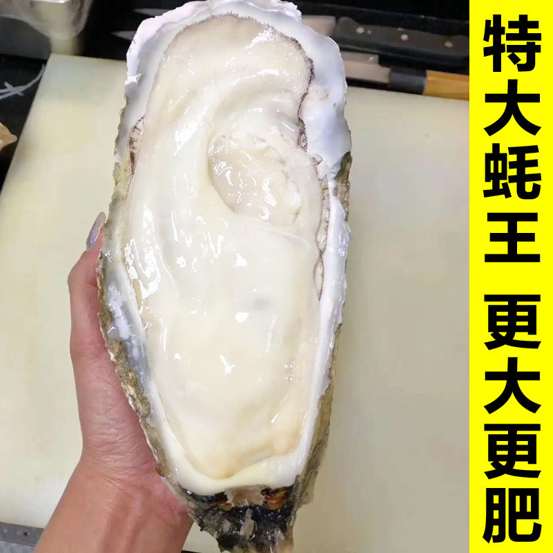 新日期8XL特大蚝王鲜活乳山生蚝新鲜牡蛎超大肉海蛎子10斤刺身即