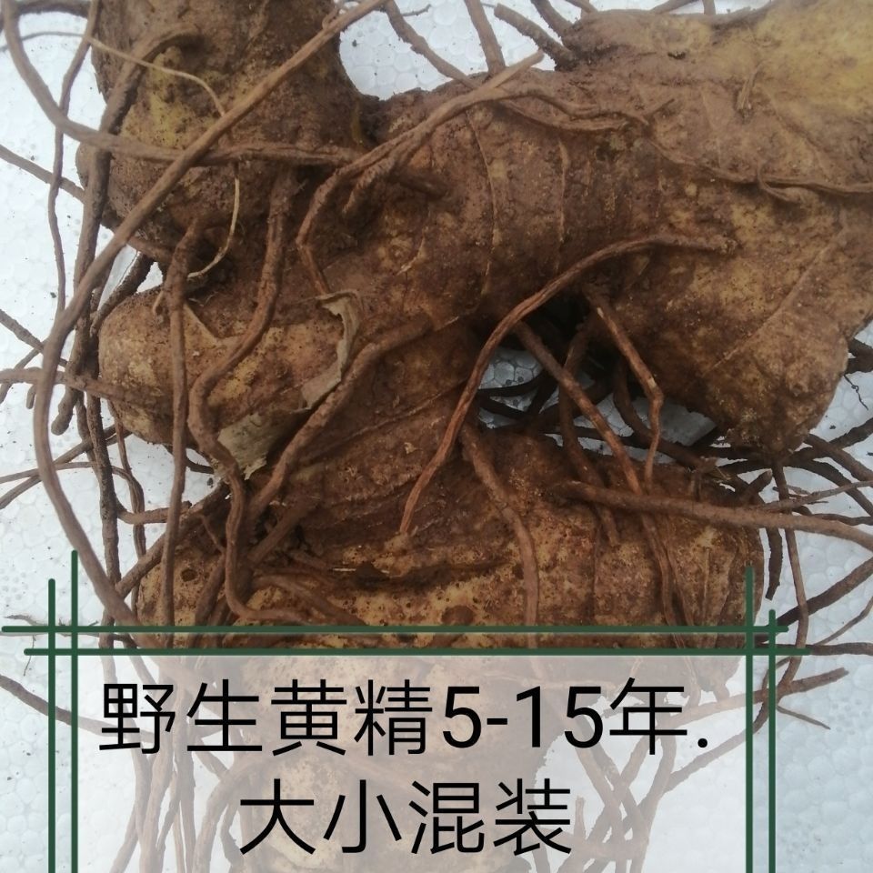 新货野生黄精老虎姜大茎块老虎姜天然新鲜黄精 黄精干货 鲜货选供