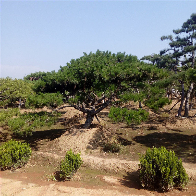 批发造型黑松树-价格-报价表-产地图片-参考报价-造型黑松基地