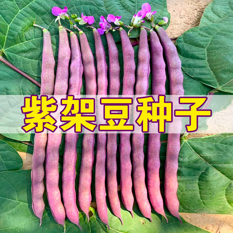 易八忙趴病架蔬种芸豆春季菜播豆月角豇紫豆籽秋子高产抗种结压果