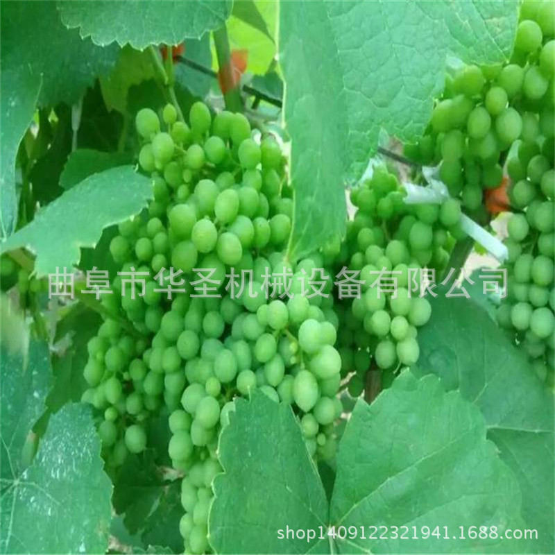 物美价廉新款绑枝机多用型固定器节束器