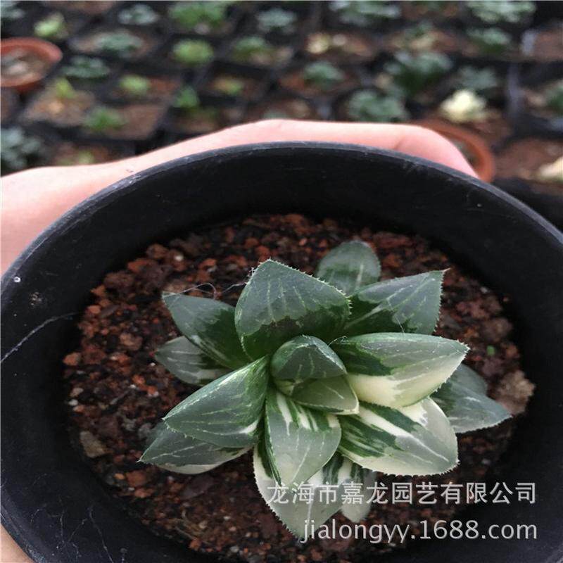 姬寿锦小盆栽多肉植物组合盆栽造景点缀十二卷基地直销批发