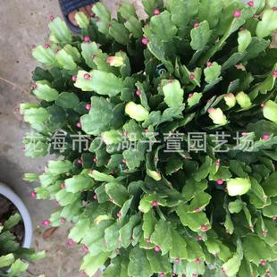 嫁接蟹爪兰锦上添花多肉植物多肉植物办公室盆栽绿植沙生植物