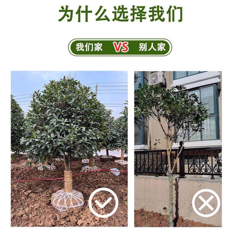 金浓香香型原生丹桂庭院桂植物花卉栽植大型栽浓