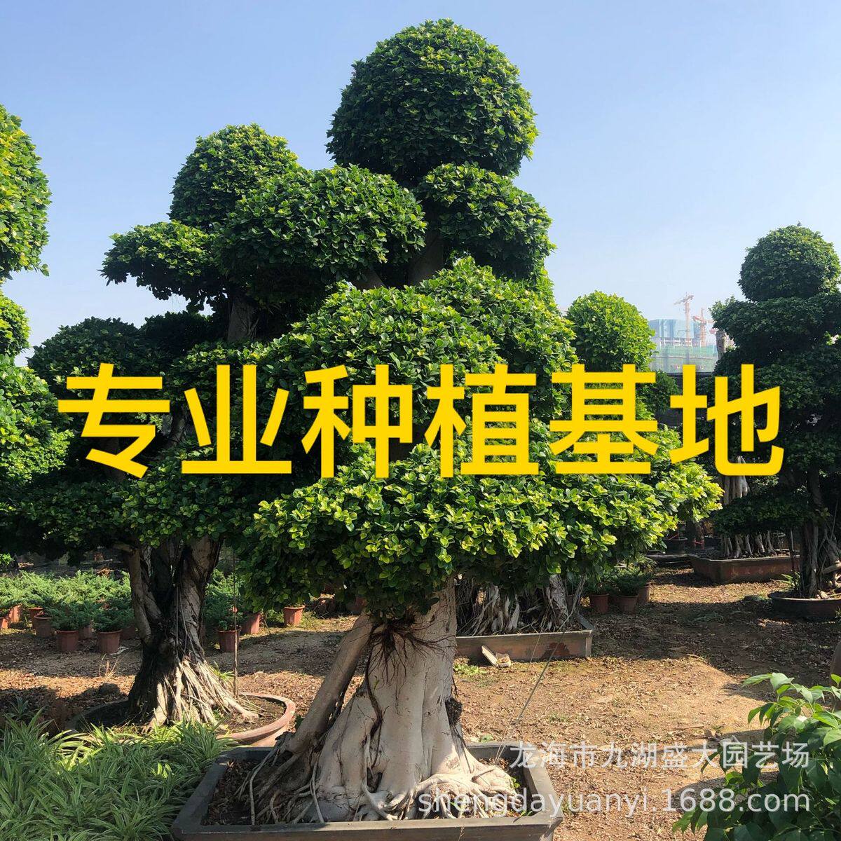 四川造型小叶榕福建景重庆小叶榕树桩批发桩小叶榕桩头价格