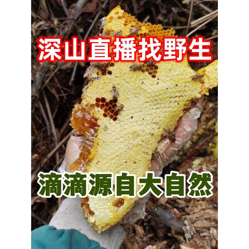 直播深山找野生土蜂蜜蜂巢蜜嚼着吃纯正天然老巢蜜野生蜂巢百花蜜