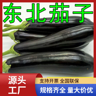 小五斤茄子净重 紫色黑色绿裤 散 包邮 新货东北现摘新鲜茄子一件