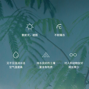 现货速发密叶猴耳环，小豆树。网红绿植，室内大型观叶耐阴灵秀盆