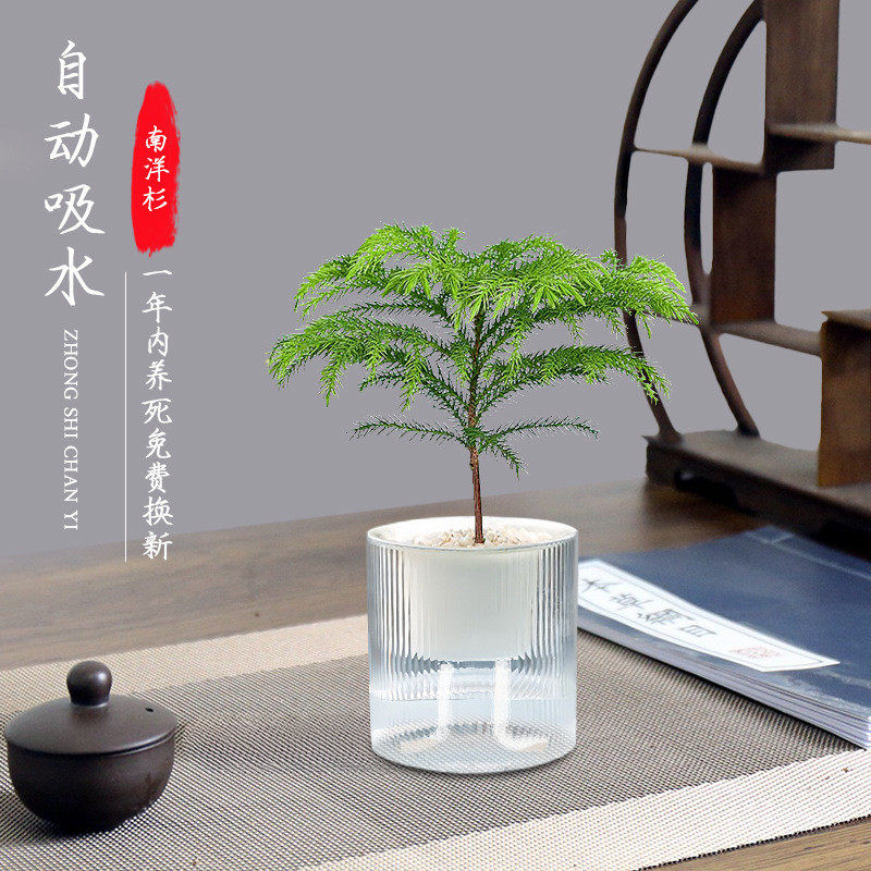 小盼菩提文竹禅意水培植物办公室绿植小盆栽中式室内客厅四季批发