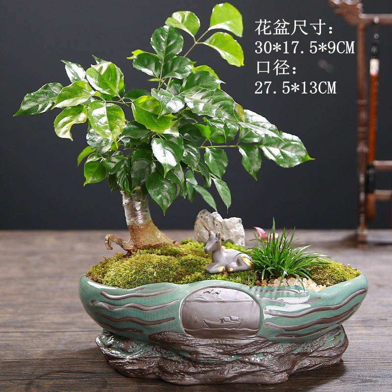 哥窑兰花盆2023新款创意文竹蝴蝶兰大号个性绿植陶瓷组合盆景盆栽
