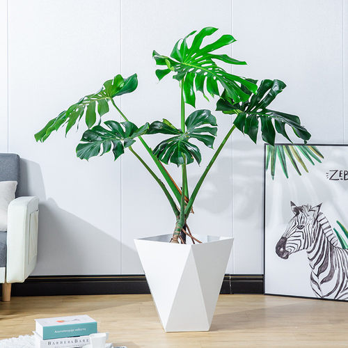 精品龟背竹龟背竹大型四季客厅水培植物盆栽好养龟背竹盆栽批发水