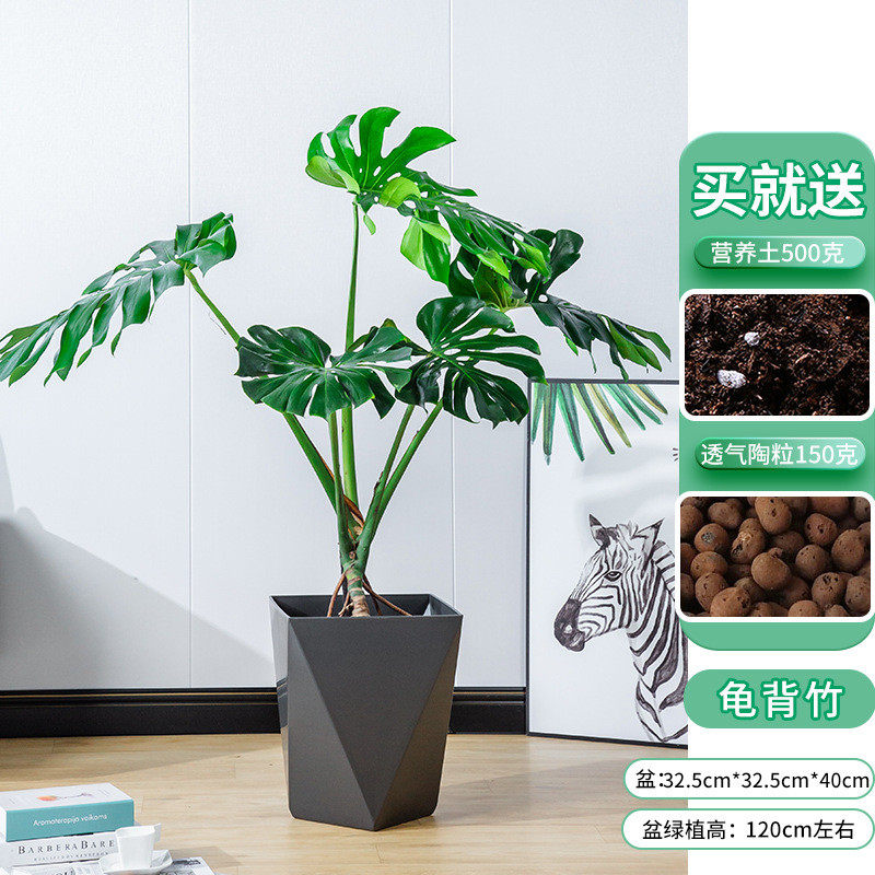 精品龟背竹龟背竹龟背竹盆栽盆栽客厅水培植物四季好养大型批发水