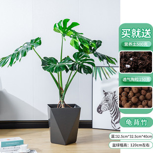 精品龟背竹龟背竹大型盆栽客厅水培植物四季好养发水批龟背竹盆栽