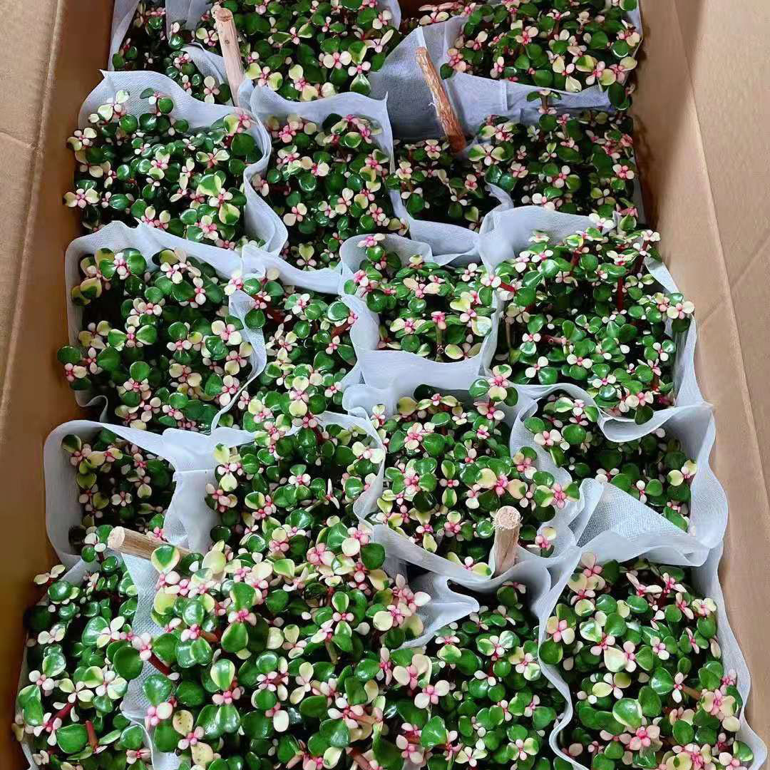 【基地直供】多肉植物小盆栽办公室桌面花卉120#单杆金枝玉叶图片