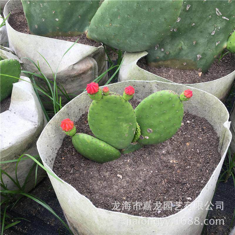 智利团扇红花仙人掌多肉植物品种仙人掌花卉盆栽仙人掌锦盆栽