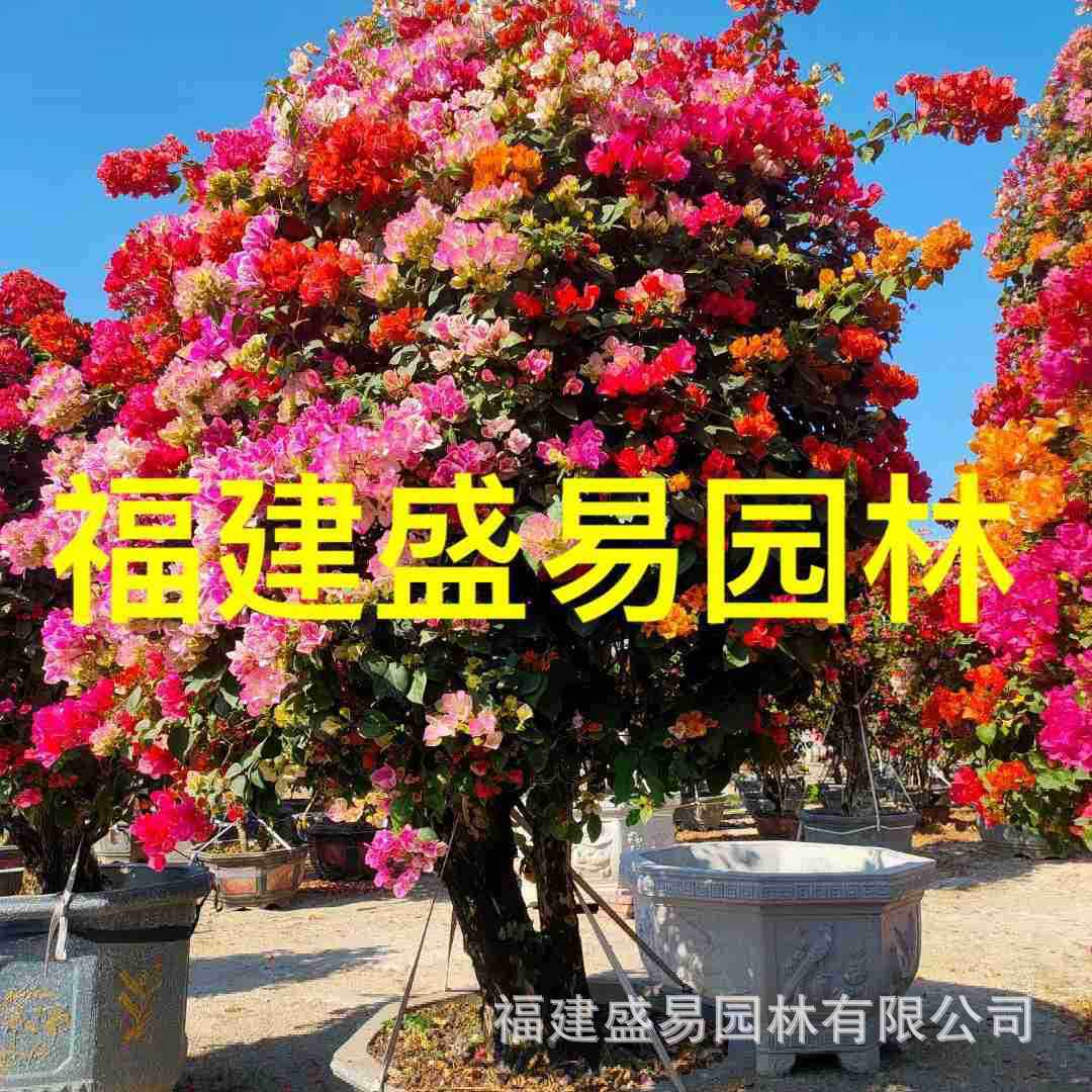 福建三角梅树桩价格紫花三角梅桩红花批发景造型三角梅桩头