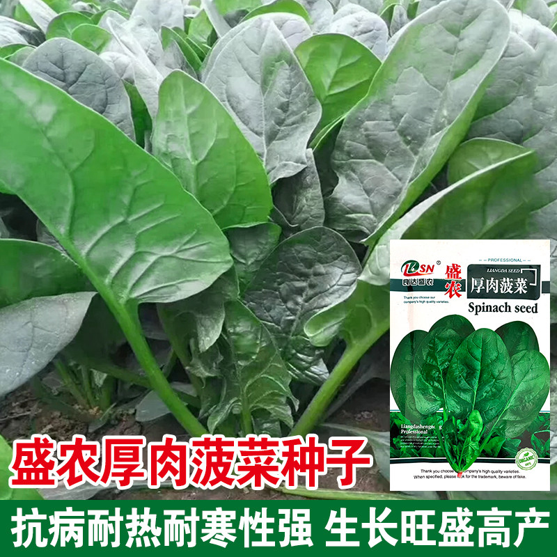 高产大叶菠菜种子冬季耐寒红根圆叶叶肉厚菠菜籽抗寒菠抗病菜籽