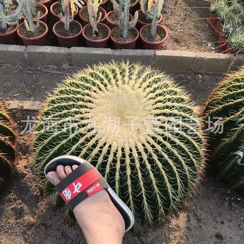 42-60cm大颗金虎美虎仙人球仙人掌多肉植物景观盆栽景观植物沙生