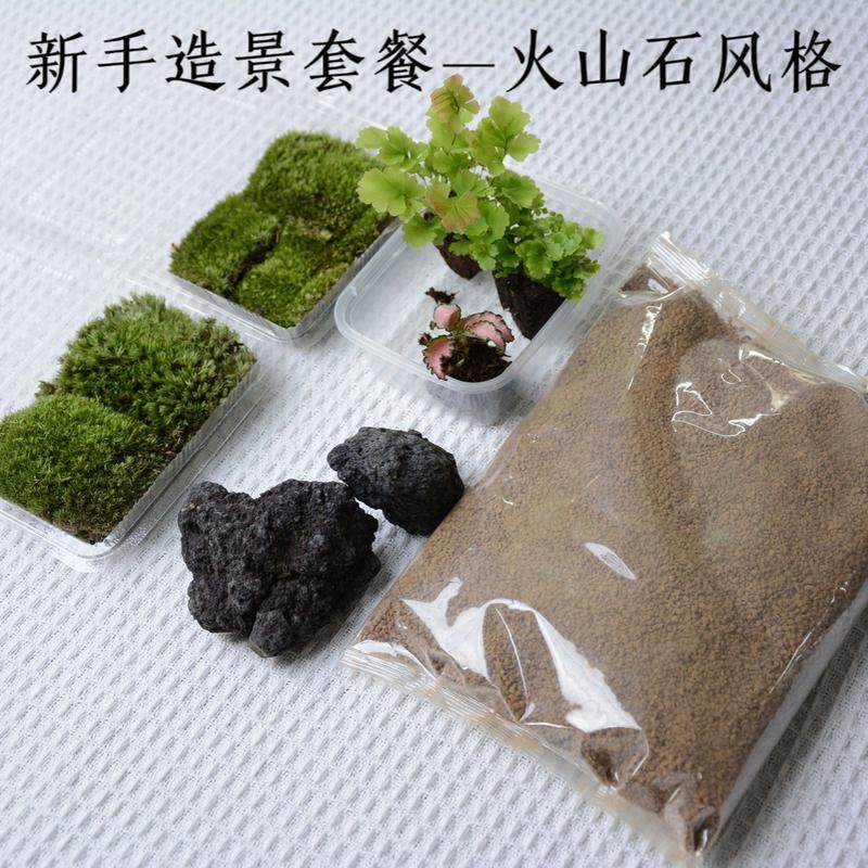 现货速发「空城里」苔藓微景观造景新手套餐材料包白发藓铁线蕨网