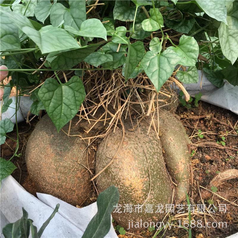 睡块根实生爬藤块根银叶睡布袋葫芦科多肉植物布袋盆栽形状可挑