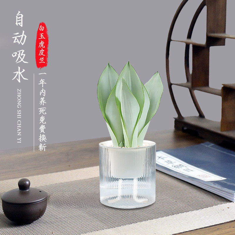 菩提盼小文竹禅意水培植物办公室客厅中式室内绿植小盆栽四季批发