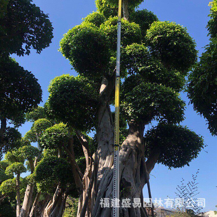 江西造型榕树桩头重庆造型小叶榕四川小叶榕桩头批发榕树桩景