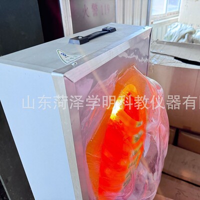 教学仪器人体呼吸运动模拟电动呼吸系统模型生物教学演示器材