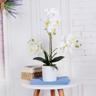 仿真花蝴蝶兰套装兰花盆景外贸客厅造景摆件装饰北欧桌花家居批发
