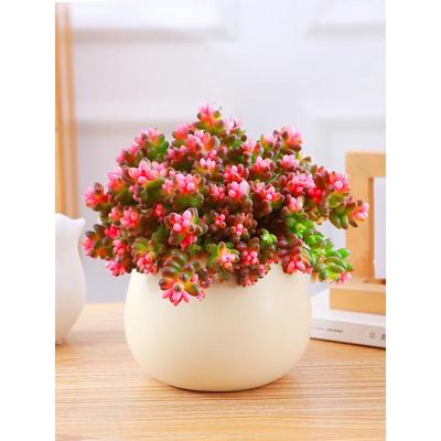 珊瑚珠锦多肉植物彩色浆果多肉盆栽红色虹之玉多肉新手好养活盆景