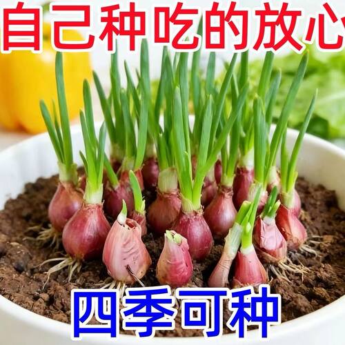 红葱头种籽四季小香葱头种孑阳台盆栽葱头种籽蔬菜种子大全