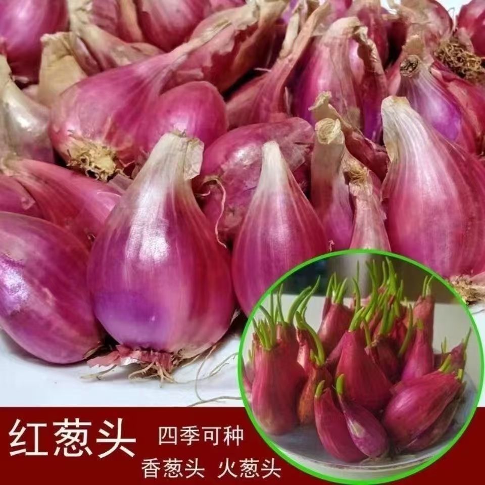干葱头香葱头红头葱籽老火葱头种子四季小香葱种阳台种菜蔬菜种苗
