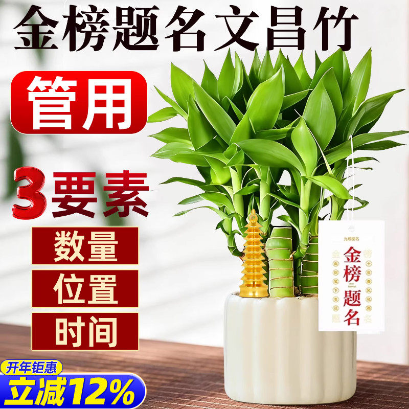 文昌竹4支金榜题名文昌塔学生用的富贵竹室内盆栽书桌绿植,家居饰品,桌面摆件,淘宝优惠券,粉丝福利购,淘宝优惠卷