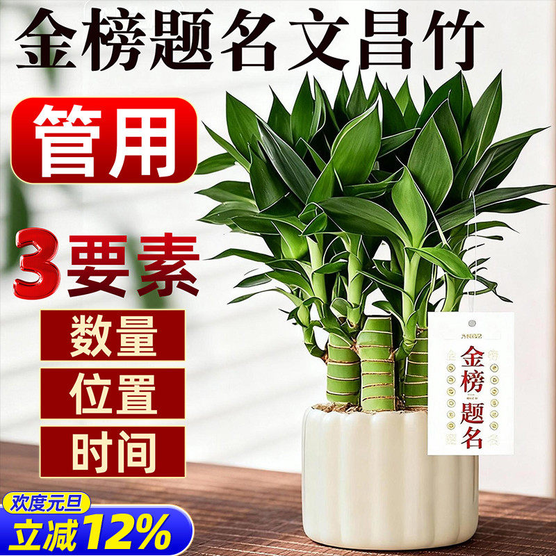 文昌竹富贵竹带根金榜题名